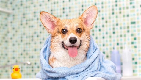 How to Give a Dog a Bath: 4 Tips for Keeping Your Dog Clean - 2024 - MasterClass