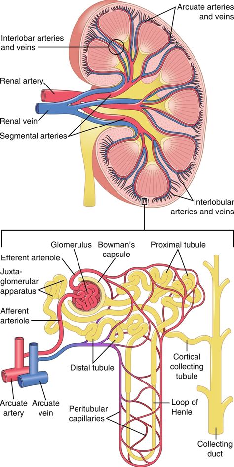 The Renal System | Nurse Key