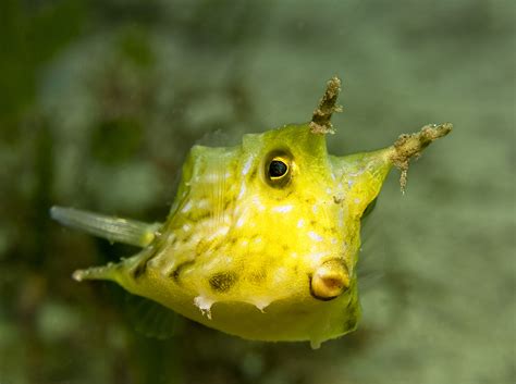 5 Fish to Brighten your Day - Ocean Conservancy