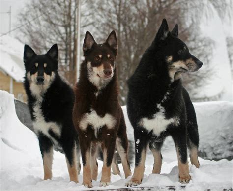 Lapponian Herder - Temperament, Lifespan, Shedding, Puppy