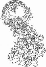 Peacock Coloring Pages Ideas PDF Printable  Coloringfoldercom sketch template