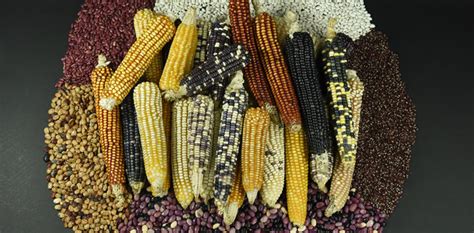 Maize: The most important crop for The Mayan Culture - FLAAR MESOAMERICA