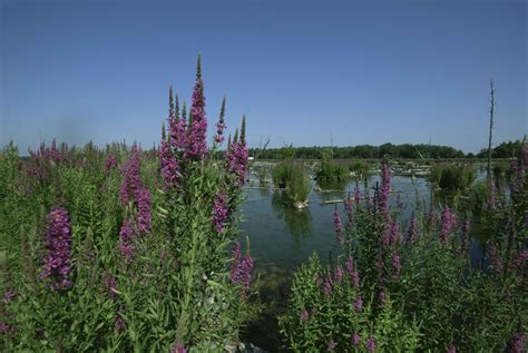 Free picture: invasive, purple, loosestrife, plant, lythrum, salicaria