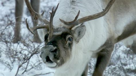 Nature - Reindeer Noses Really Do Glow Red - Twin Cities PBS