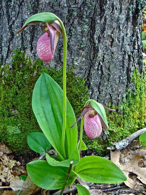 Pink Lady's Slipper Orchid - Cypripedium Acaule by Mother Nature | Amazing flowers, Lady slipper ...