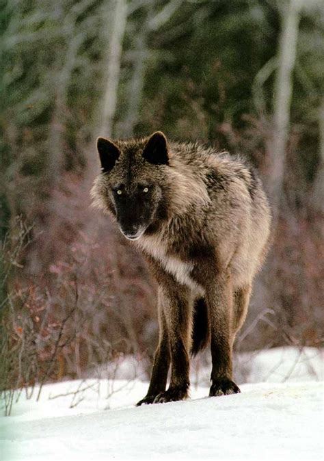 a wolf standing in the snow with trees in the backgrounnd behind it