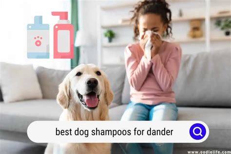 Best Dog Shampoos For DANDER (2024) - Oodle Life