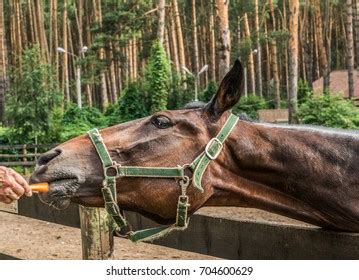 927 Horse Eat Carrot Stock Photos, Images & Photography | Shutterstock