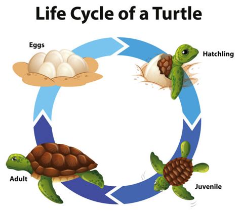 Hawksbill Sea Turtle Diagram