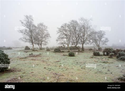 Frozen landscape with freezing fog, mist and trees in the countryside Stock Photo - Alamy