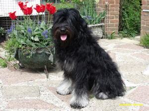 Portuguese Sheepdogs - Champdogs