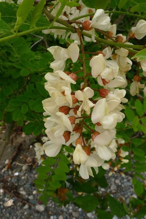 Wild Harvests: Black Locust flowers