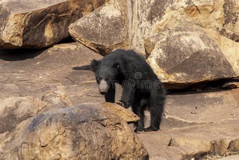 Sloth Bear in Its Habitat at Daroji Bear Sanctuary,Karnataka,India ...