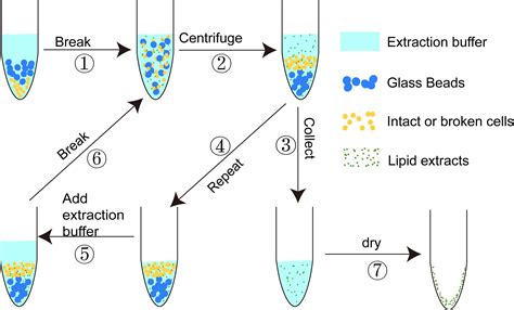 Yeast Lipid Extraction and Analysis by HPTLC —BIO-PROTOCOL