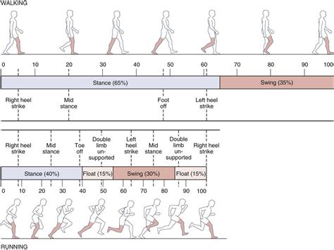 Assessment of Gait | Musculoskeletal Key