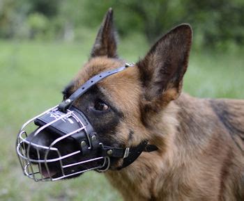 What Dog Muzzle is Best? Dog Muzzle Types. Dog Muzzle Reviews : Dog muzzle, dog harness, dog ...