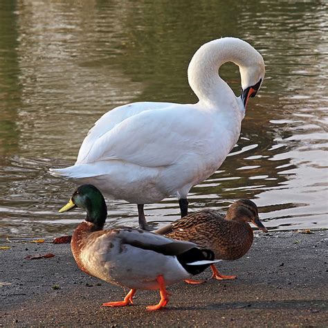 Evening Stroll - Swan and Ducks By The River Photograph by Gill ...