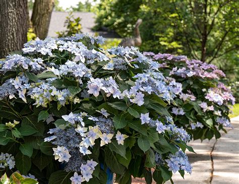 Mountain Hydrangeas For Sale | Shrubs & Trees – Great Garden Plants