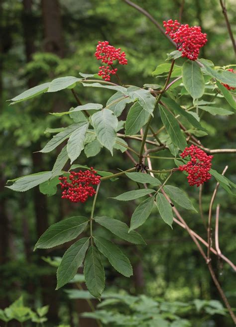 Pacific Northwest Native Plant Profiles – Real Gardens Grow Natives ...