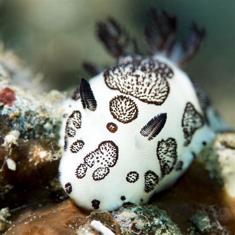 Nudibranch Jorunna funebris | Sea rabbit, Sea slug, Weird sea creatures