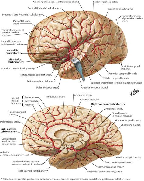 Anatomie corps humain, Anatomie médicale, Anatomie du corps