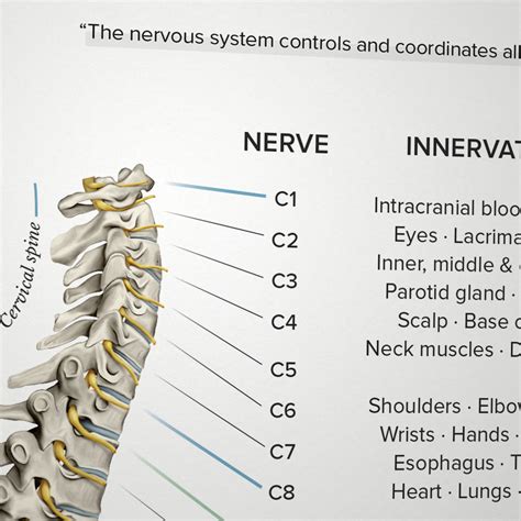 Printable Spinal Nerve Chart