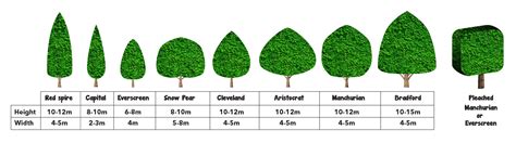 Ornamental Pear Tree Varieties