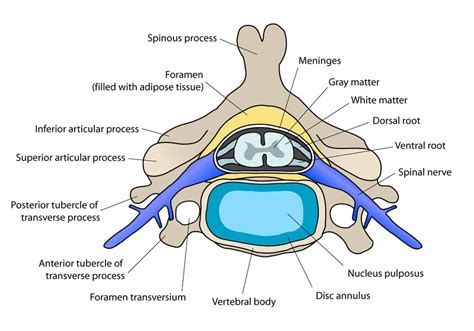 Annulus Fibrosus – The Biology Blog