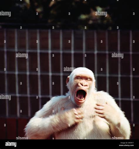 Albino gorilla hi-res stock photography and images - Alamy