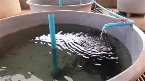 Catfish farming at home use water flow || Fish farming at home in water ...