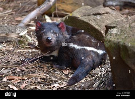 Tasmanian devil in Conservation Park, Tasmania, Australia Stock Photo ...