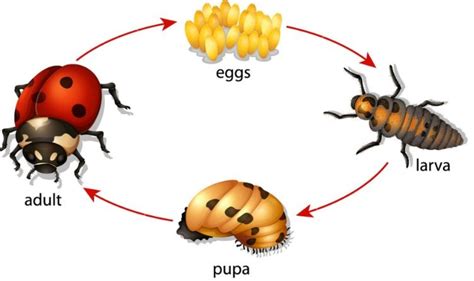 Metamorfosis Tidak Sempurna, Pengertian dan Contohnya - Varia Katadata.co.id