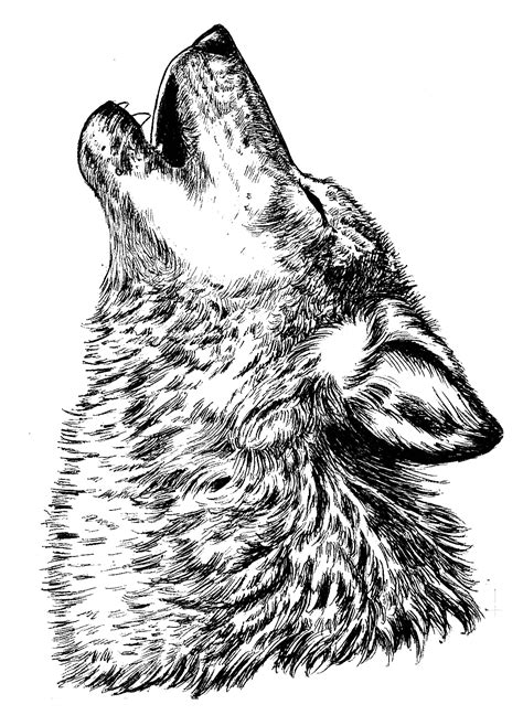 Pinterest | Howling wolf tattoo, Wolf tattoo design, Wolf tattoos