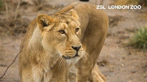 Her Majesty The Queen Open Land of the Lion at ZSL London Zoo - Guide ...