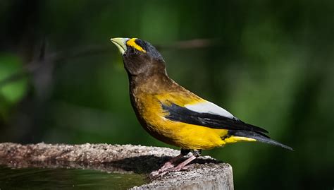 Evening Grosbeak - Owen Deutsch Photography