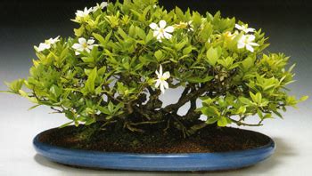 Gardenia Bonsai Tree – Chinese Bonsai Garden