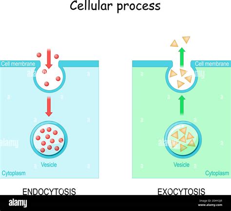 Phospholipid vector vectors hi-res stock photography and images - Alamy