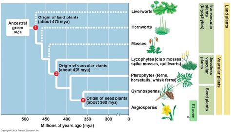 The Evolution of Plants - Antranik.org