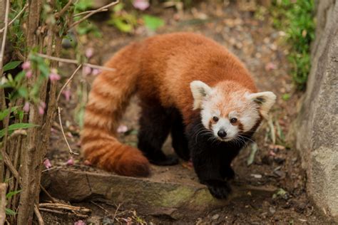 Education Programs Calendar | Smithsonian's National Zoo and ...