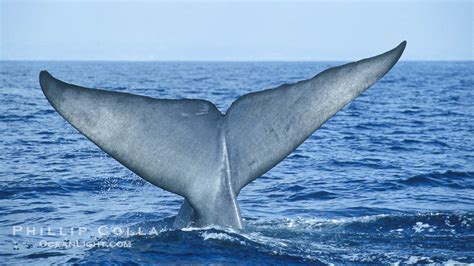 Blue Whale Photo, Stock Photograph of a Blue Whale, Balaenoptera musculus, #07558, Phillip Colla ...