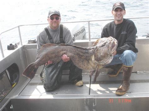 Alaska Lingcod Fishing | Alaska Halibut Fishing Charter