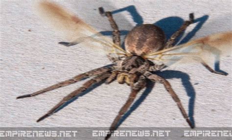 Flying Spiders With Wings | www.pixshark.com - Images Galleries With A Bite!