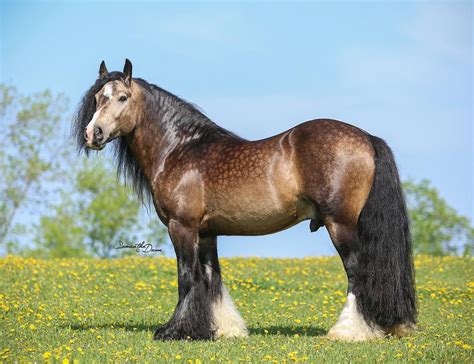 a brown and black horse standing on top of a lush green field covered in yellow flowers