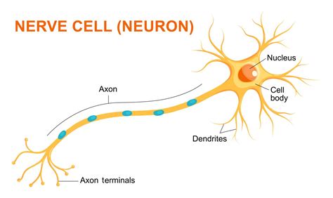 Biomedical Beat Blog – National Institute of General Medical Sciences ...