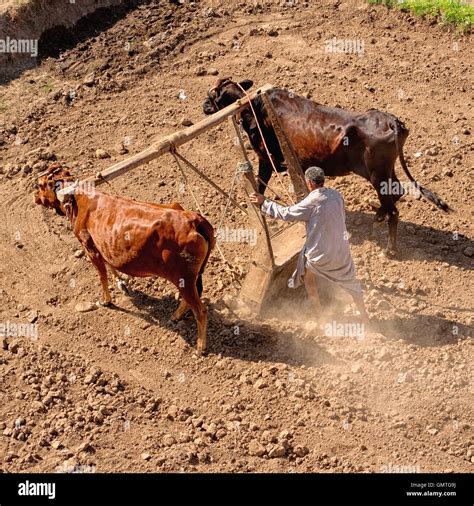 ploughing traditional cattle dust soil farming agriculture manual ...