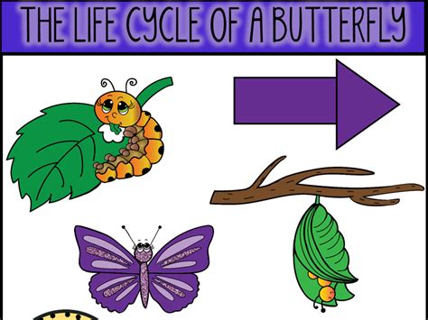 Life Cycle of A Butterfly Clip Art | Teaching Resources