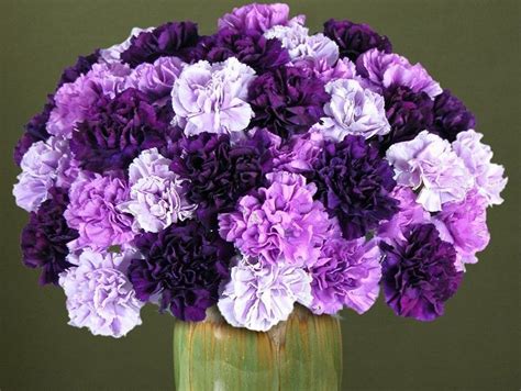 Purple Carnation Flower