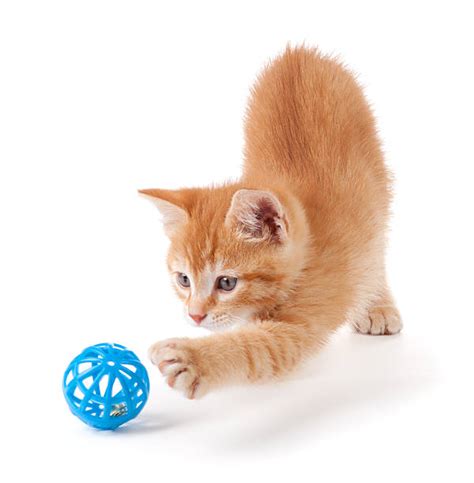 Orange Kitten Free / 1440x900px Free Download Hd Wallpaper Orange ...