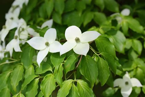 Dogwood Tree Leaves – Identifications, and Common Issues - Plantglossary