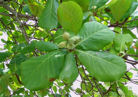 Indian Almond - Health Benefits Of Indian Almond